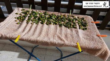 מתכון: פיקניה ובמיה - במיה מתייבשת